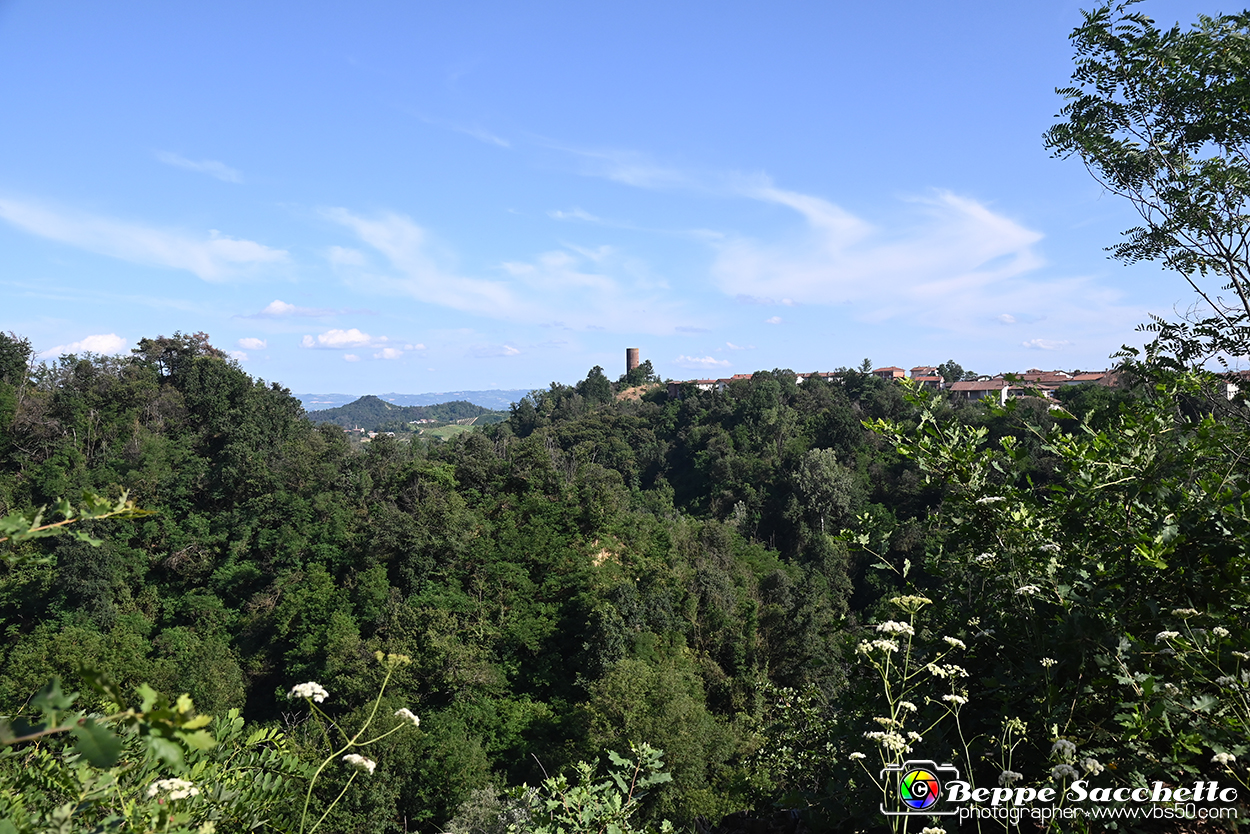 VBS_4726 - Il bosco fatato - Montaldo Roero.jpg
